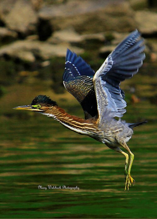 Bird Greeting Card featuring the photograph Green Heron in Flight by Mary Walchuck
