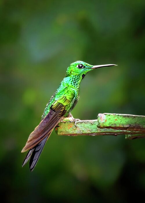 Green Hummingbird Greeting Card featuring the photograph Green Hummingbird by Carolyn Derstine