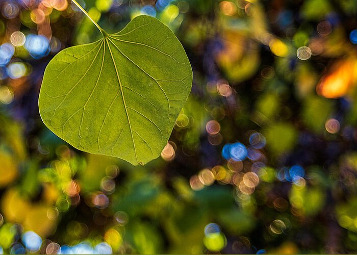 Leaves Greeting Card featuring the photograph Green Leaf and Autumn Bokeh by Stuart Litoff
