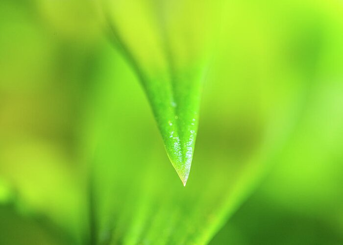 Green Greeting Card featuring the photograph Green Leaf Macro by Amelia Pearn