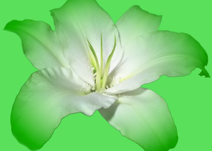 Green Greeting Card featuring the photograph Green Lily Flower by Delynn Addams