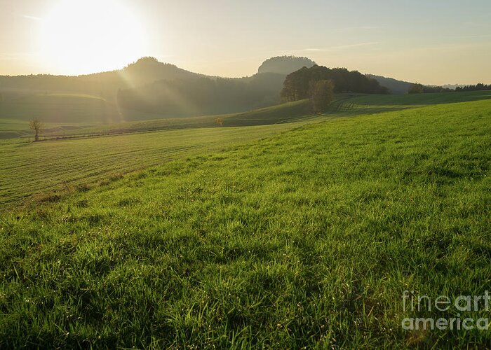 Sunlight Greeting Card featuring the photograph Green meadow and golden light 1 by Adriana Mueller