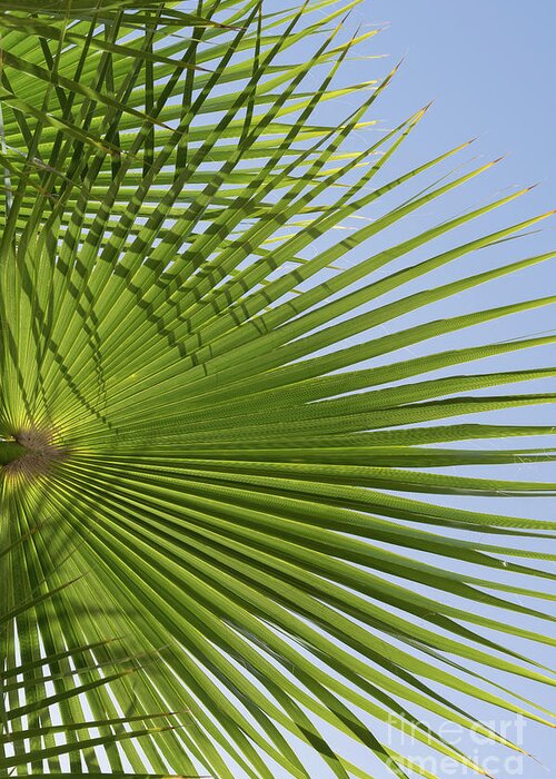 Palm Leaf Greeting Card featuring the photograph Green palm leaf and blue sky, beach season by Adriana Mueller