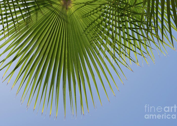 Palm Leaf Greeting Card featuring the photograph Green palm leaf and blue sky, summer season by Adriana Mueller