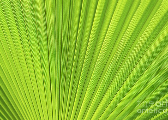 Palm Leaf Greeting Card featuring the photograph Green palm leaf and mediterranean sunlight by Adriana Mueller