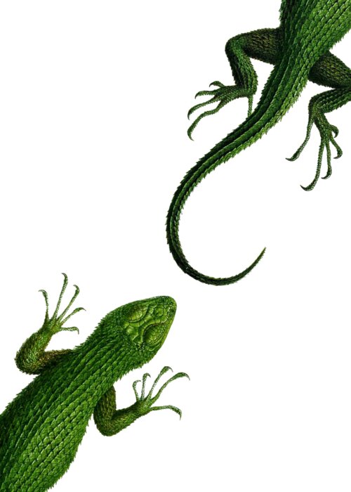 Lizard Greeting Card featuring the digital art Green reptiles art by Madame Memento