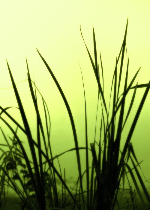 Reeds Greeting Card featuring the photograph Green Soft Edges of morning by Cynthia Dickinson