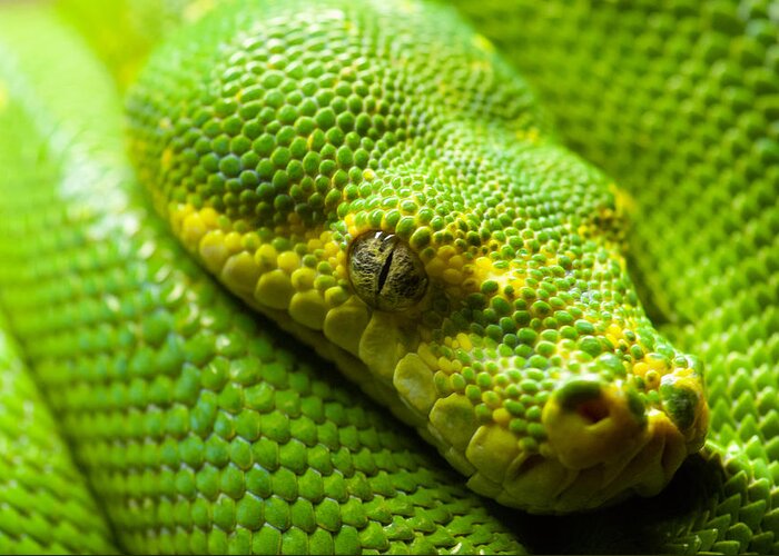 Green Tree Python Greeting Card featuring the digital art Green tree python by Geir Rosset