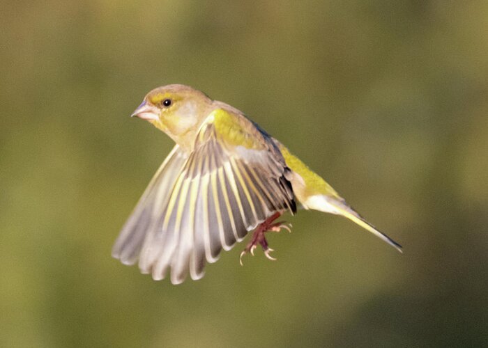 Greenfinch Greeting Card featuring the photograph Greenfinch in Flight 1 by Mark Hunter
