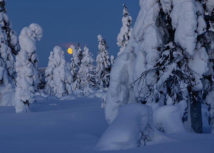 Winter Greeting Card featuring the photograph Greeting card no text - Moonrise by Thomas Kast