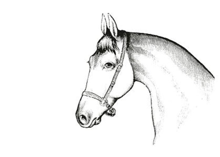 Art Greeting Card featuring the drawing Grey Horse by Jamart Photography