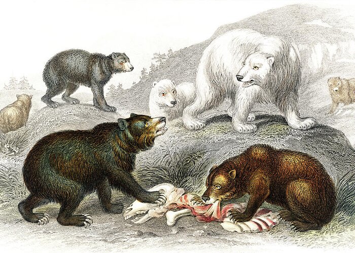 Grisly Greeting Card featuring the drawing Grisly Bear, European Brown Bear ,American Black Bear, Polar Bear by Oliver Goldsmith