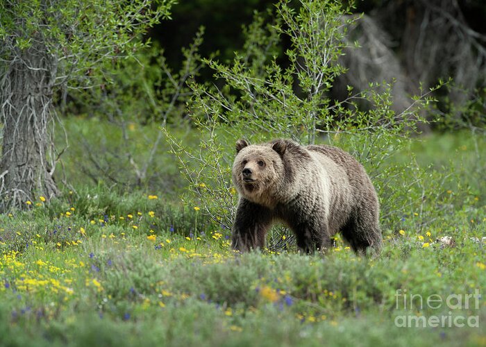 Animals Greeting Card featuring the photograph Grizzly 793 - Blondie by Sandra Bronstein