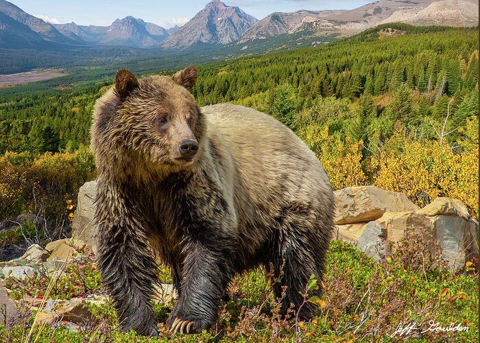 Adult Greeting Card featuring the photograph Grizzly Bear in Glacier National Park by Jeff Goulden