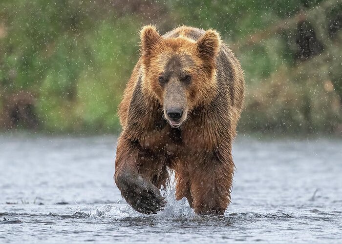 Bear Greeting Card featuring the photograph Grizzly in the Rain by Randy Robbins