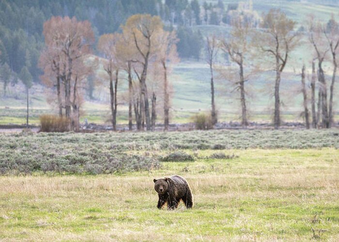 Grizzly Bear Greeting Card featuring the photograph Grizzly on the Valley Floor by Max Waugh