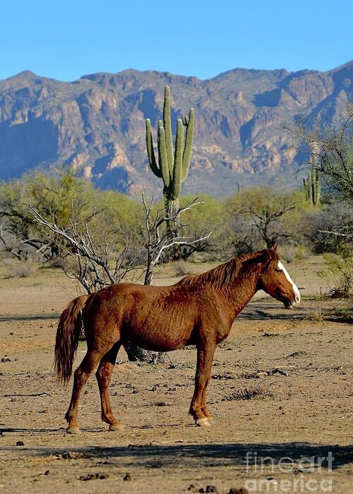 Salt River Wild Horse Greeting Card featuring the digital art Guarding by Tammy Keyes