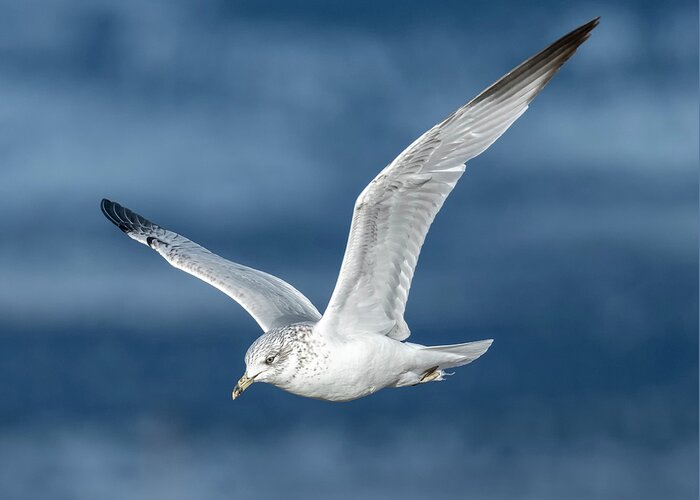 Loree Johnson Photography Greeting Card featuring the photograph Gull in Winter by Loree Johnson