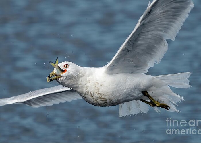 Seagull Greeting Card featuring the photograph Gull with lunch on the go by Sam Rino