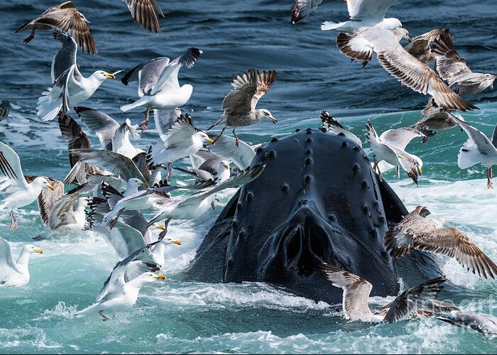 Whale Greeting Card featuring the photograph Gulls After Sandlance by Lorraine Cosgrove