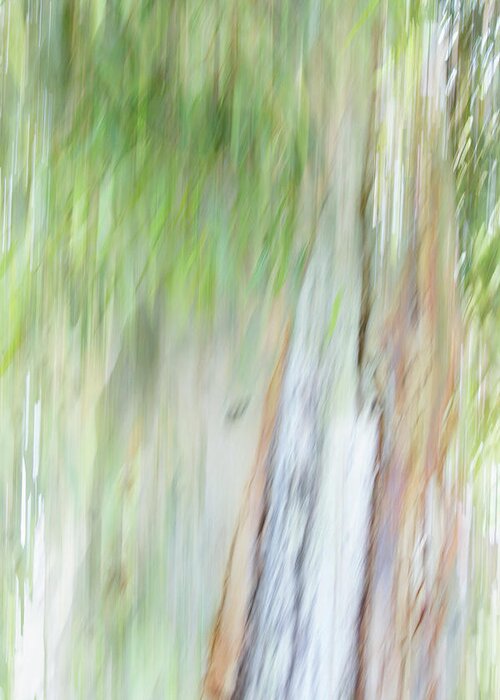 Impressionism Greeting Card featuring the photograph Gum Tree by Cheryl Day