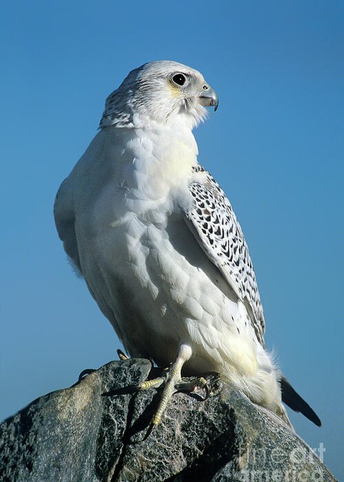 Dave Welling Greeting Card featuring the photograph Gyrfalcon Falco Rusticolis Portrait by Dave Welling