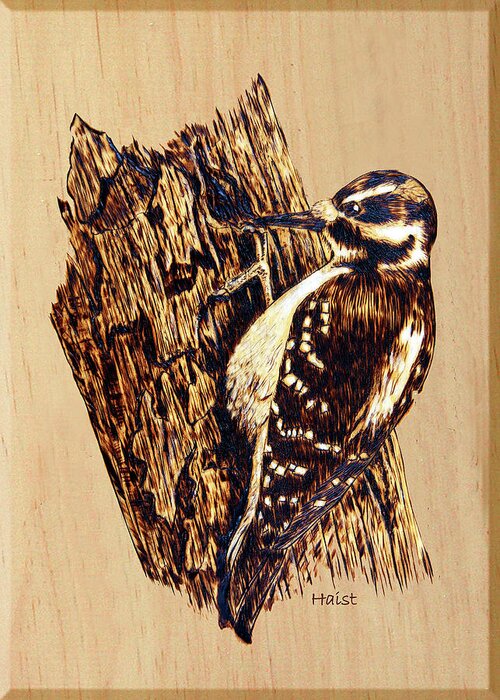 Woodpecker Greeting Card featuring the pyrography Hairy Woodpecker by Ron Haist