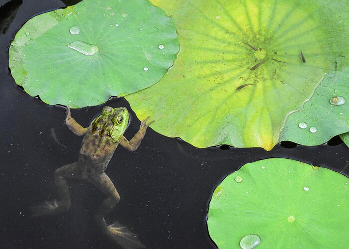 Bull Frog Plays Peek A Boo Partially Sticking Out Of The Water Of A Pond With Lily Pads Green Lily Pad Pads Dark Murky Water Drops Droplets Greeting Card featuring the photograph Hanging Out In The Pond by Ed Stokes