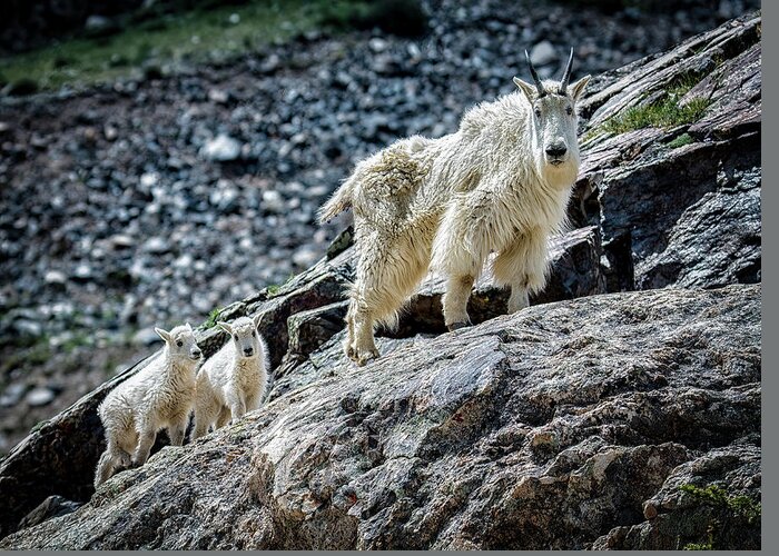 Mountain Goats Greeting Card featuring the photograph Hanging with Nanny by Bitter Buffalo Photography