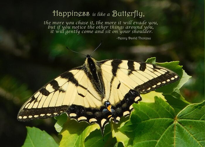 Happiness Is Like A Butterfly Greeting Card featuring the photograph Happiness is like a Butterfly by Karen Cook