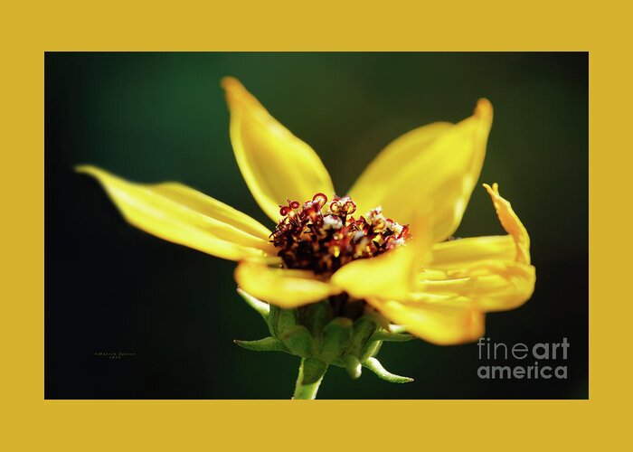 Green Greeting Card featuring the photograph Happiness Is Yellow by Marvin Spates