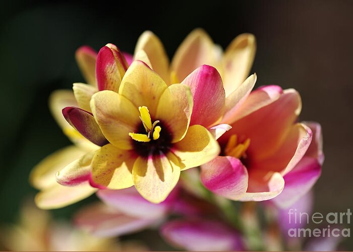 African Corn Lilies Greeting Card featuring the photograph Happy and Bright Ixia by Joy Watson