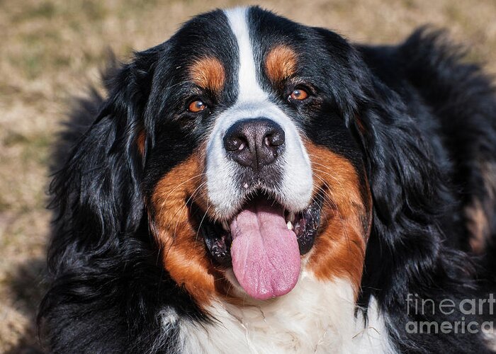Bernese Greeting Card featuring the photograph Happy Bernese Mountain Dog Lying on the Lawn by Gary Whitton