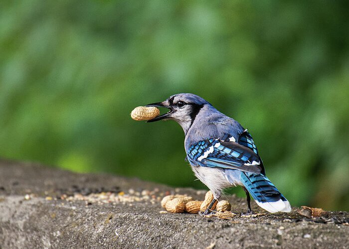 Blue Jay Greeting Card featuring the photograph Happy Blue Jay with Peanut by Ilene Hoffman