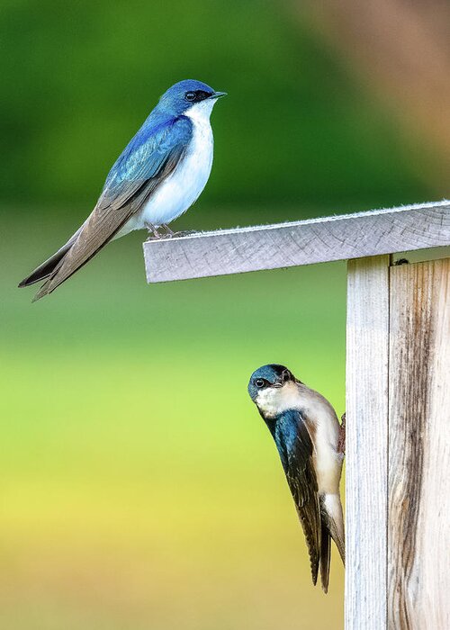 Swallow Greeting Card featuring the photograph Happy Couple by Brad Bellisle
