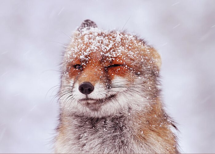 Red Fox Greeting Card featuring the photograph Happy Fox Series - Wink by Roeselien Raimond