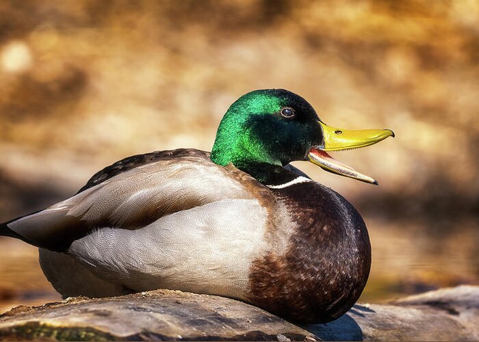 Mallard Greeting Card featuring the photograph Happy Sitting Duck by Darren White