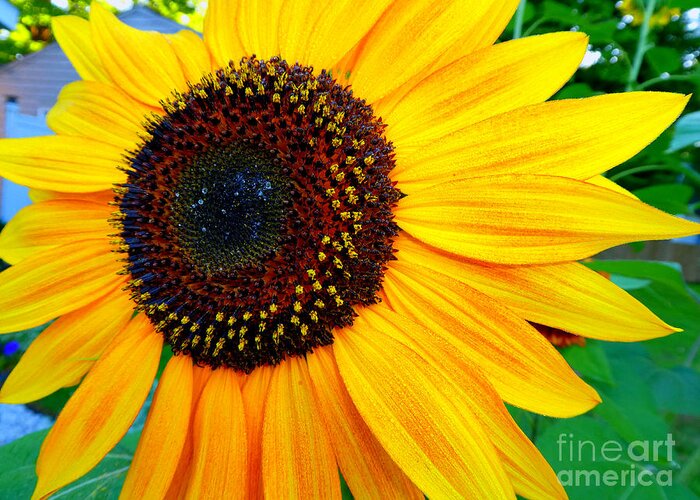 Flower Greeting Card featuring the photograph Happy Sunflower by Tina Mitchell