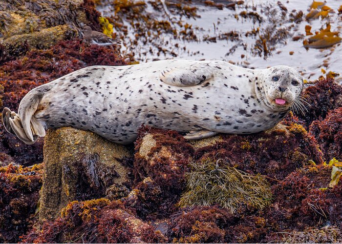 Harbor Seal Greeting Card featuring the photograph Happy The Harbor Seal by Derek Dean