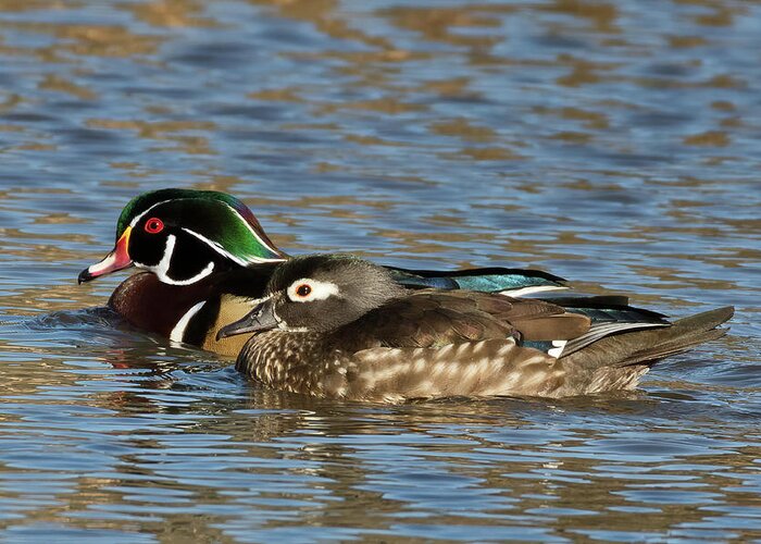 Wood Ducks Greeting Card featuring the photograph Happy Wood Ducks on the Water by Kathleen Bishop