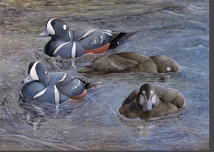 Harlequin Duck Greeting Card featuring the painting Harlequin Ducks by Barry Kent MacKay
