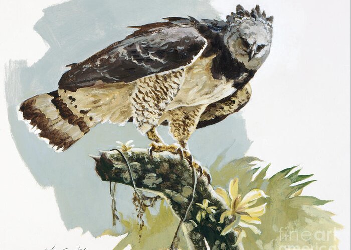 John Swatsley Greeting Card featuring the painting Harpy Eagle II by John Swatsley