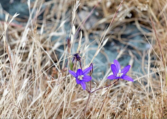 Blooms Greeting Card featuring the photograph Harvest Brodiaea at Ruckle Park by Michael Russell