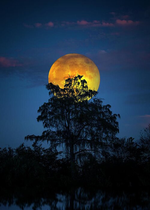 Moon Greeting Card featuring the photograph Harvest Moon in the Everglades by Mark Andrew Thomas