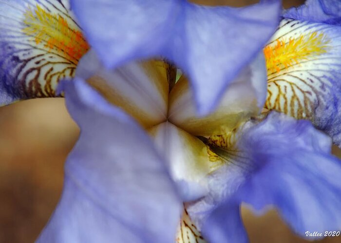 Flower Greeting Card featuring the photograph Heart of the Iris by Vallee Johnson