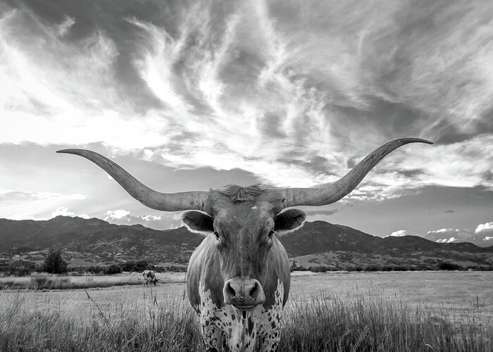 #faatoppicks Greeting Card featuring the photograph Heber Valley Longhorn by Wasatch Light