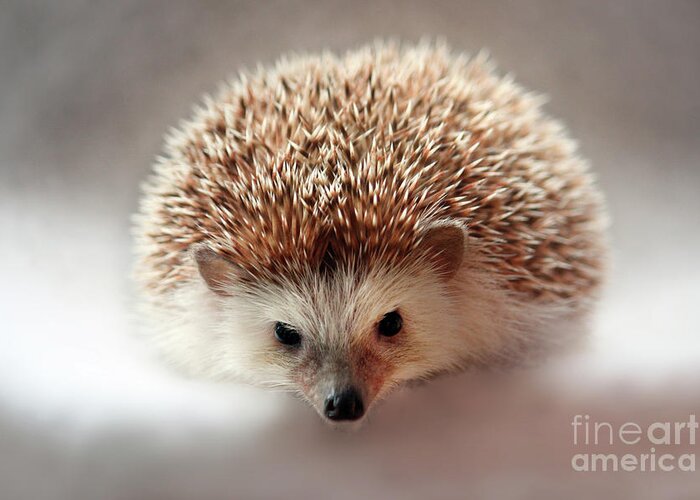 Egyptian Hedgehog Greeting Card featuring the photograph Hedgehog by Terri Waters
