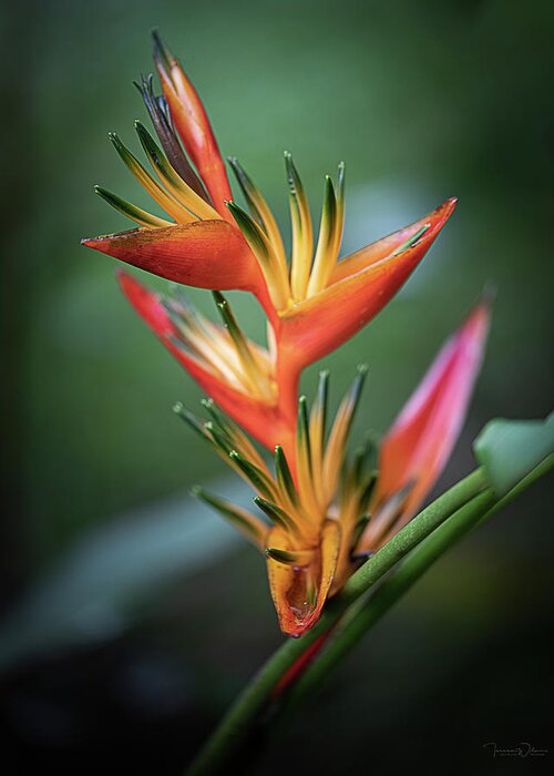 Costa Rica Greeting Card featuring the photograph Heliconia by Teresa Wilson