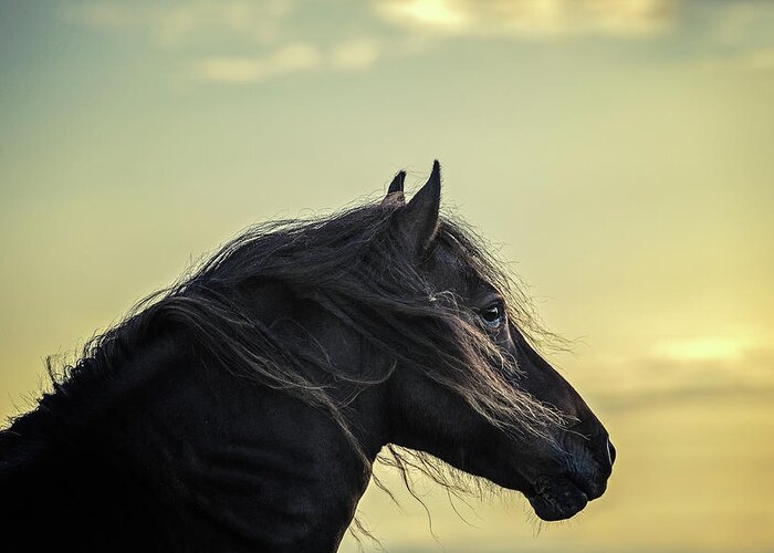 Photographs Greeting Card featuring the photograph Heliophilia - Horse Art by Lisa Saint