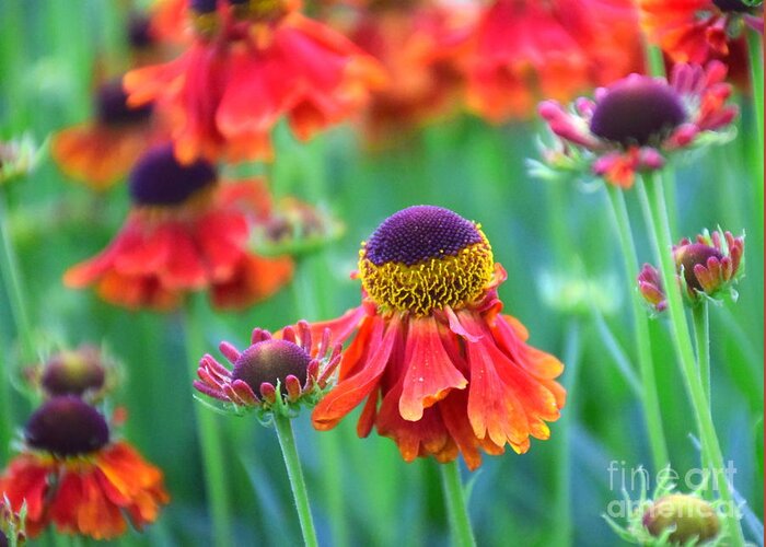 Helenium Greeting Card featuring the photograph Hello Helenium by Sea Change Vibes